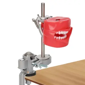 Mokemok 615272661783 Dental Typodont Mounting Pole Stand Removable Teeth 360 Rotating Fully